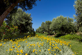 Olive grove